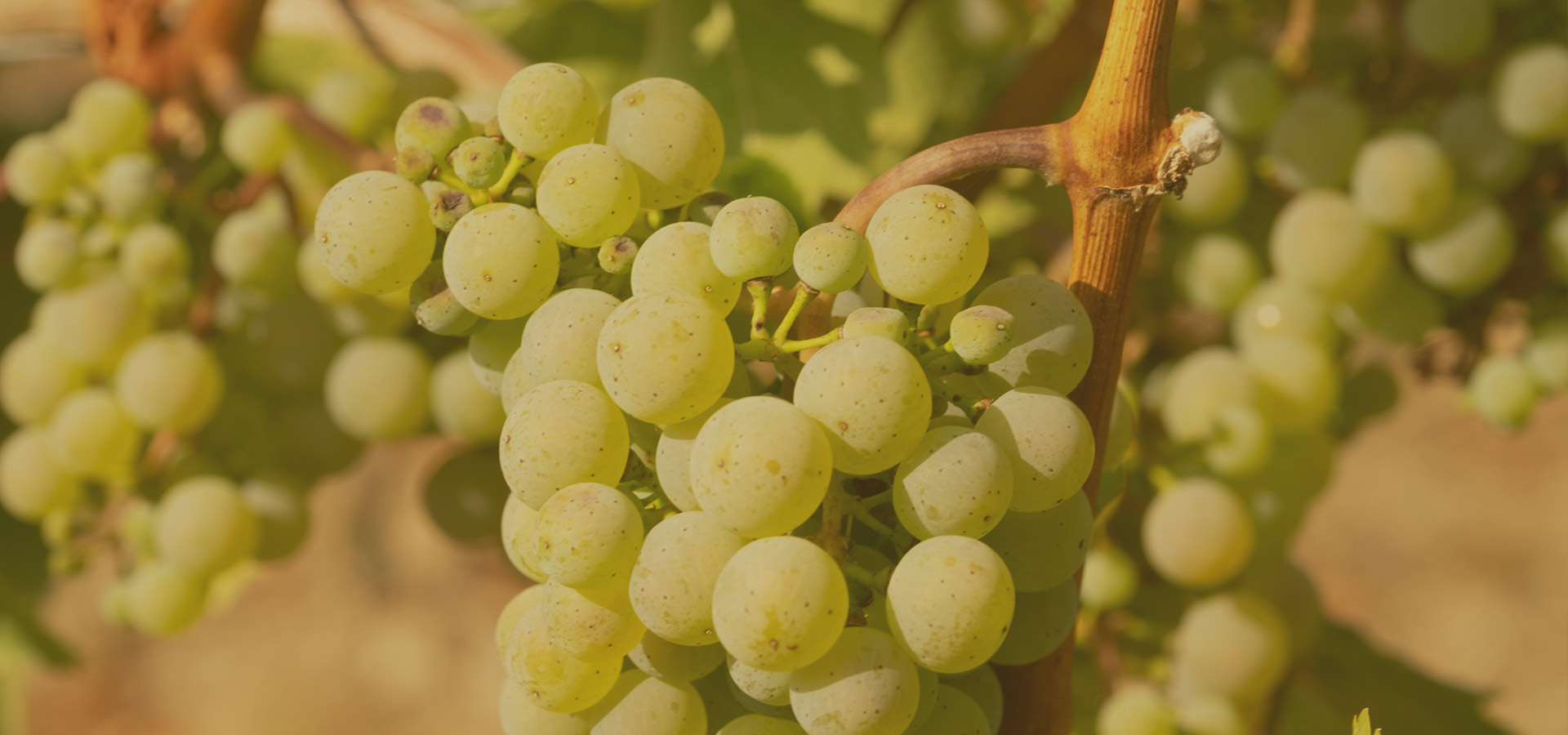 Riesling-Weingut Karl-Heinz Poss