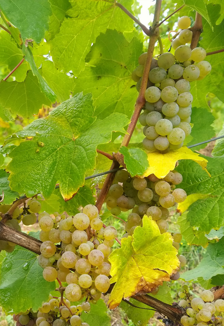 Weingut Karl Heinz Poss Weine